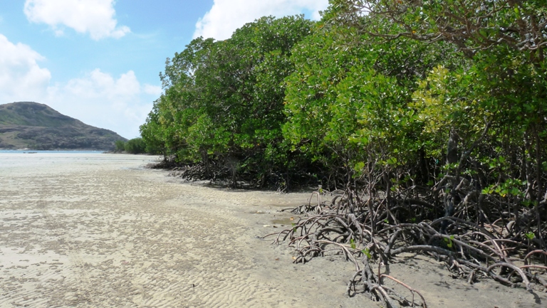 Mangroven am Cape York